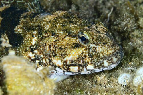 Giant Goby - Photo (c) xavi salvador costa, some rights reserved (CC BY-NC)