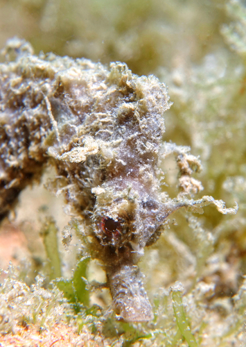 Hippocampus - Photo (c) oriol_d, all rights reserved