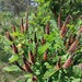 Amorpha fruticosa - Photo (c) ykvach, some rights reserved (CC BY)
