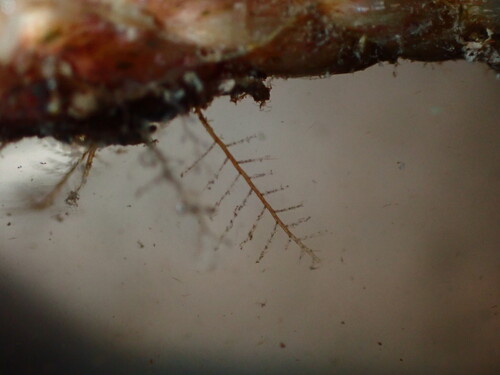 Podded Hydroid