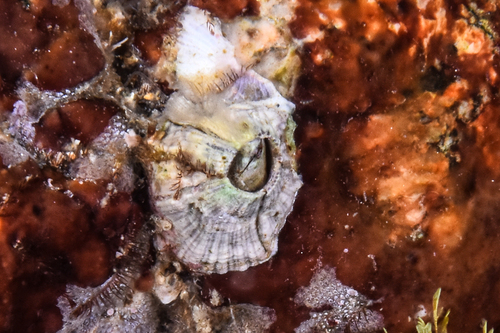 Balanidae - Photo (c) xavi salvador costa, some rights reserved (CC BY-NC)