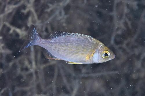 Spondyliosoma cantharus - Photo (c) xavi salvador costa, all rights reserved