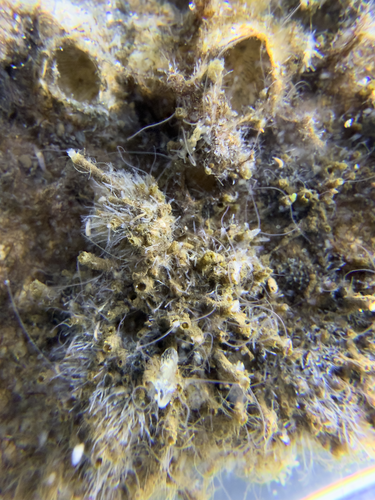 Bryozoans