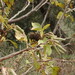 Alnus cordata - Photo (c) duartefrade, some rights reserved (CC BY)