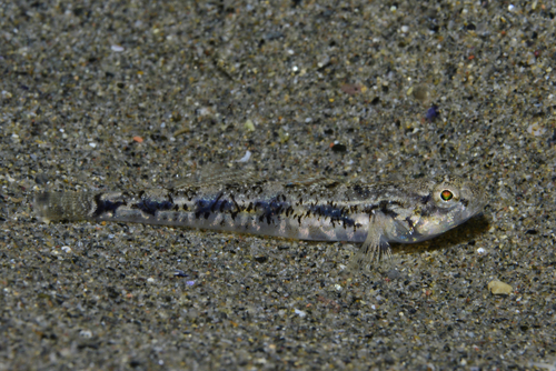 Pomatoschistus bathi - Photo (c) oriol_d, all rights reserved