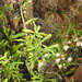 Dittrichia viscosa maritima - Photo (c) duartefrade, some rights reserved (CC BY)