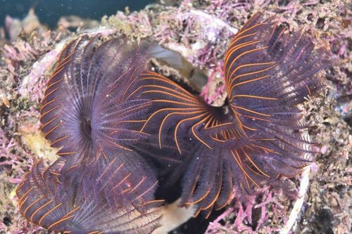 Flame Feather Duster Worm - Photo (c) xavi salvador costa, some rights reserved (CC BY-NC)