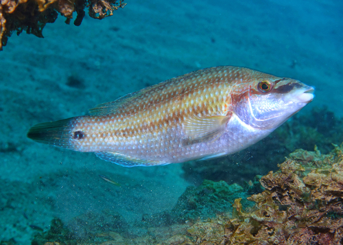 Symphodus tinca - Photo (c) oriol_d, all rights reserved