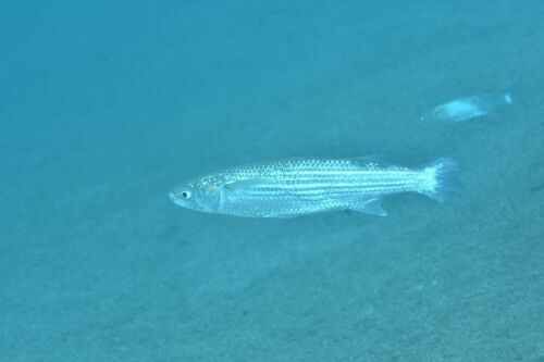 Chelon auratus - Photo (c) xavi salvador costa, all rights reserved