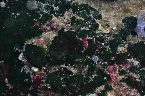 Palmophyllum crassum - Photo (c) xavi salvador costa, all rights reserved