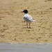 Mediterranean Gull - Photo (c) duartefrade, some rights reserved (CC BY)