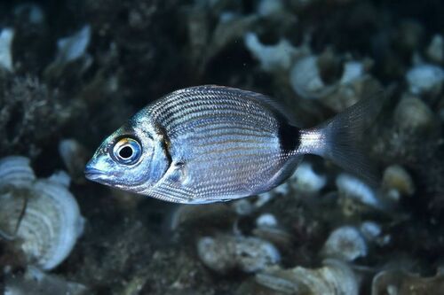 Diplodus - Photo (c) xavi salvador costa, all rights reserved