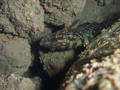 Epinephelus marginatus - Photo (c) xavi salvador costa, all rights reserved
