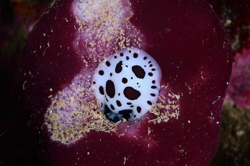 Petrosia ficiformis - Photo (c) xavi salvador costa, all rights reserved