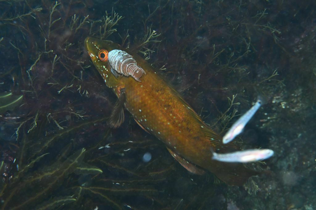 Labrus bergylta pictus - Photo (c) xavi salvador costa, all rights reserved