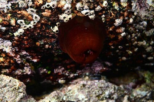 Atlantic Beadlet Anemone - Photo (c) xavi salvador costa, some rights reserved (CC BY-NC)
