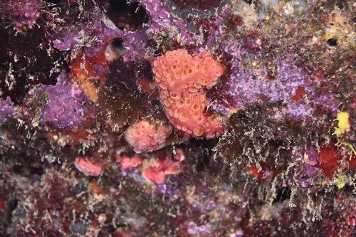 Hemimycale columella - Photo (c) xavi salvador costa, all rights reserved