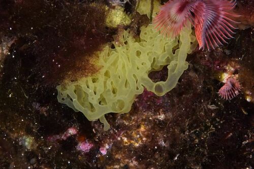 Clathrina clathrus - Photo (c) xavi salvador costa, all rights reserved