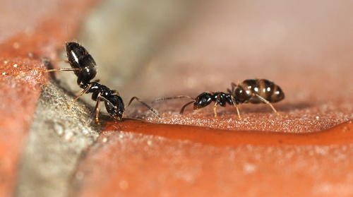 Ants - Photo (c) Jaume Piera, some rights reserved (CC BY-NC)