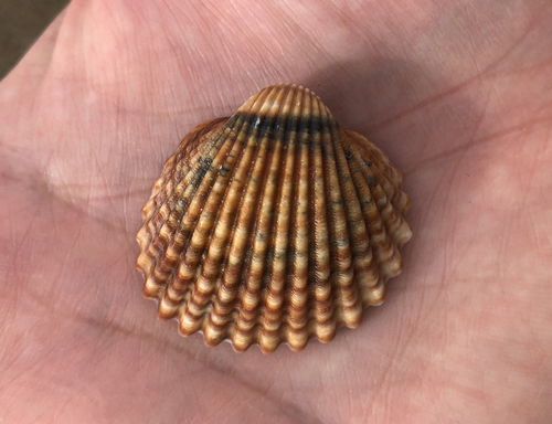 Acanthocardia tuberculata - Photo (c) oriol_d, all rights reserved