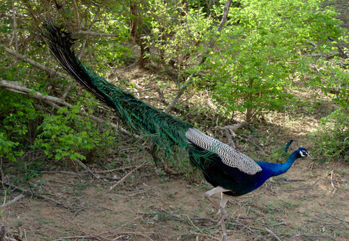 Indian Peafowl - Photo (c) Jaume Piera, some rights reserved (CC BY-NC)