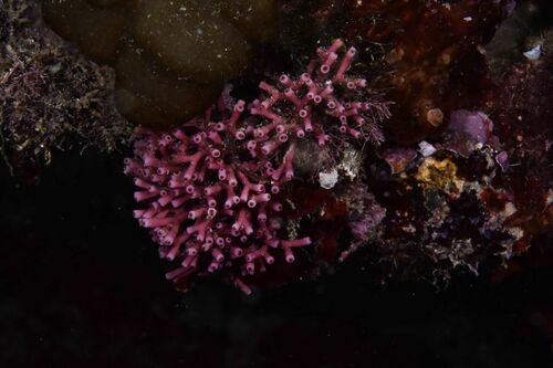 Tricleocarpa fragilis - Photo (c) xavi salvador costa, some rights reserved (CC BY-NC)