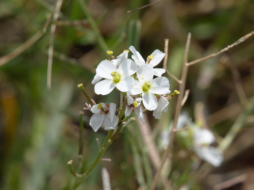 White Wall-Rocket - Photo (c) Jaume Piera, some rights reserved (CC BY-NC)