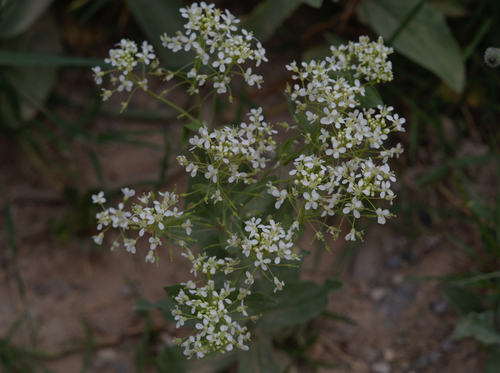 Heart-podded Hoary Cress - Photo (c) Jaume Piera, some rights reserved (CC BY-NC)