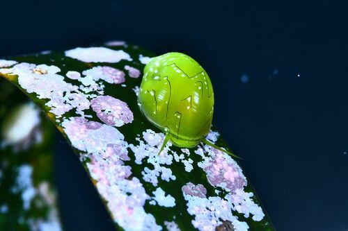 Hydrolithon farinosum - Photo (c) xavi salvador costa, all rights reserved