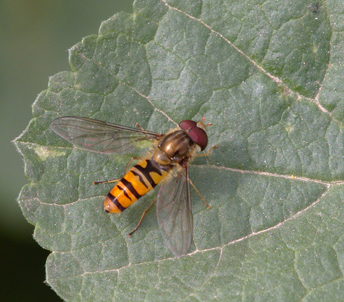 Marmalade Hover Fly - Photo (c) Jaume Piera, some rights reserved (CC BY-NC)