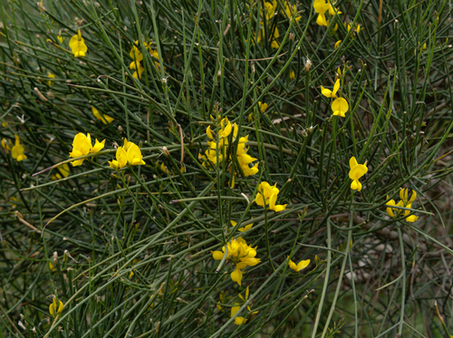 Spartium junceum - Photo (c) Jaume Piera, some rights reserved (CC BY-NC)