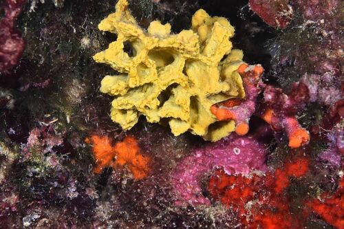Axinella damicornis - Photo (c) xavi salvador costa, all rights reserved