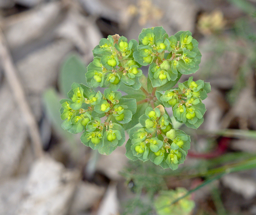Sun Spurge - Photo (c) Jaume Piera, some rights reserved (CC BY-NC)