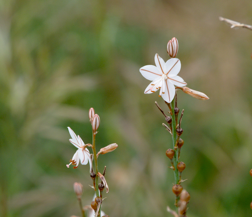 Onion-Leafed Asphodel - Photo (c) Jaume Piera, some rights reserved (CC BY-NC)