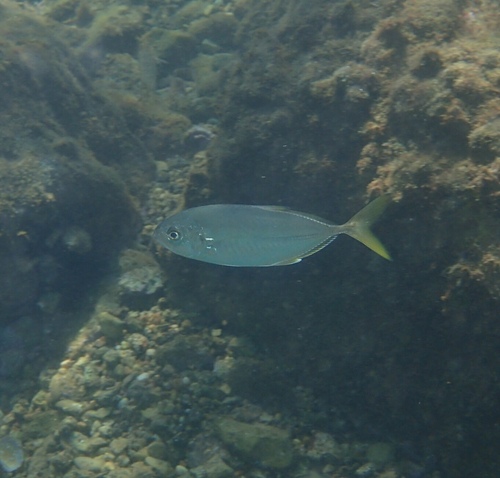 Blue Runner - Photo (c) NÚRIA, some rights reserved (CC BY-NC)