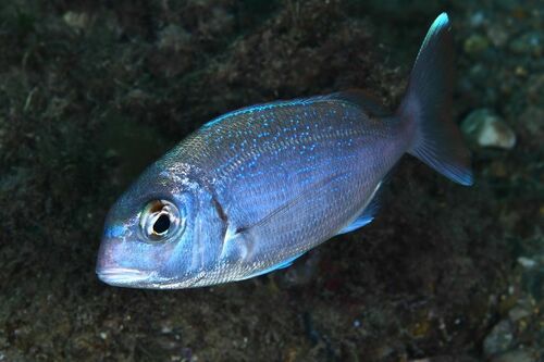 Australasian Snapper - Photo (c) xavi salvador costa, some rights reserved (CC BY-NC)