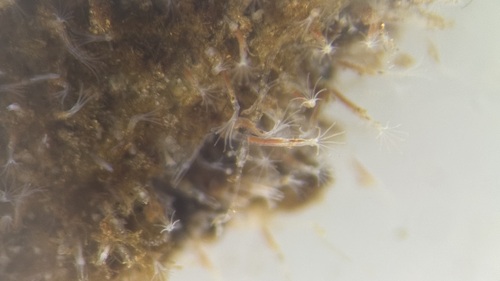 Bryozoans
