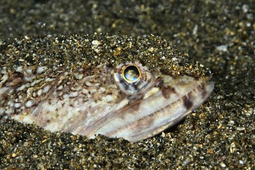 Atlantic Lizardfish - Photo (c) xavi salvador costa, some rights reserved (CC BY-NC)