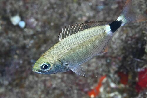 Oblada melanura - Photo (c) xavi salvador costa, all rights reserved