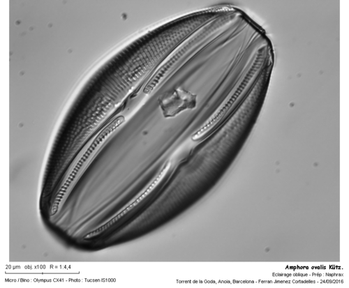 Diatoms - Photo (c) Ferran Jimenez Cortadelles, some rights reserved (CC BY-NC)