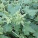 Xanthium strumarium - Photo (c) Manel Ortega, some rights reserved (CC BY), uploaded by Manel Ortega