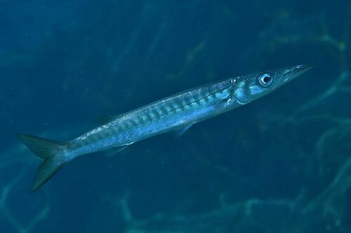 Sphyraena viridensis - Photo (c) xavi salvador costa, all rights reserved