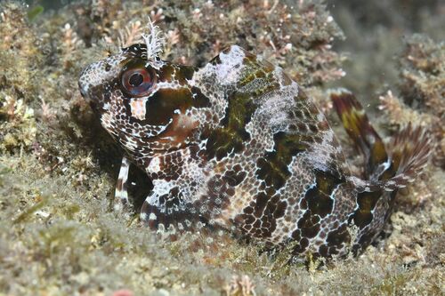 Parablennius gattorugine - Photo (c) xavi salvador costa, all rights reserved