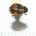 Coccinella hieroglyphica - Photo (c) viktor_parkhomenko, some rights reserved (CC BY)