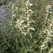 Pellitory-of-the-Wall - Photo (c) Meneerke bloem, some rights reserved (CC BY-SA)