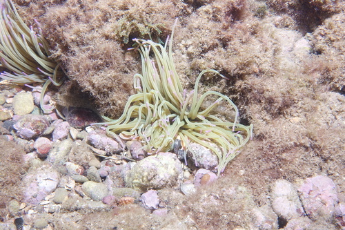 Anemonia viridis - Photo (c) oriol_d, all rights reserved