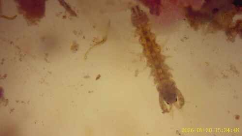 Gammarus