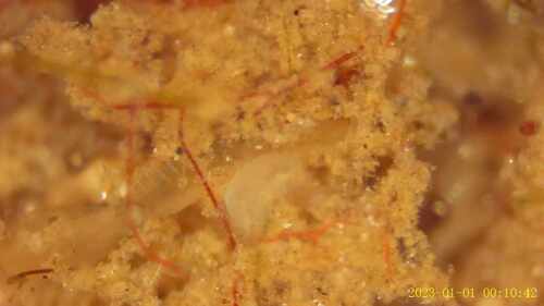 Gammarus