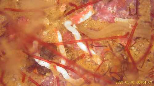 Pomatoceros triquarter