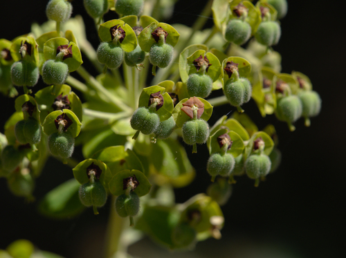 Mediterranean Spurge - Photo (c) Jaume Piera, some rights reserved (CC BY-NC)